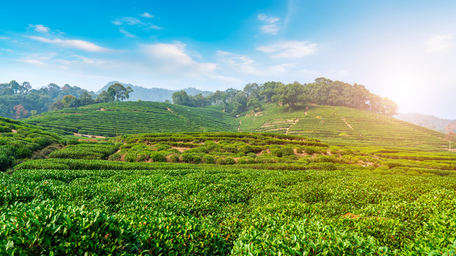 茶山茶园西湖龙井茶场