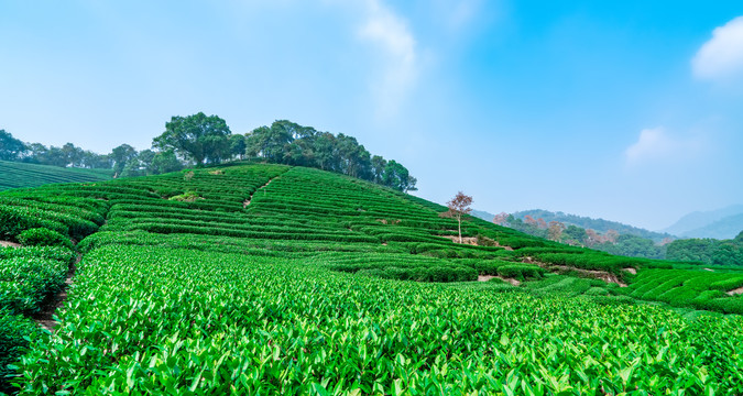 茶山茶园