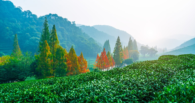 茶山茶园