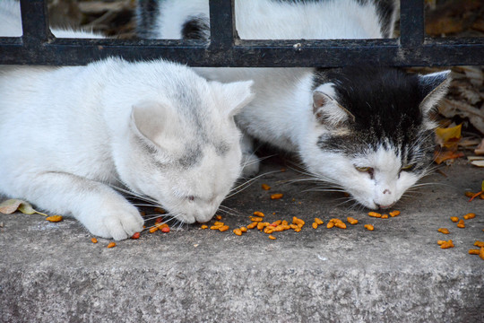 花猫觅食