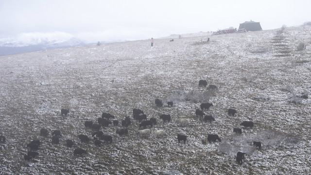 冬天雪地上的牛群