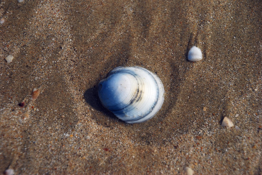 沙滩海贝壳