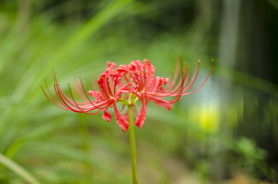 彼岸花石蒜花