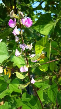 田里的豆角花