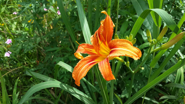 黄花菜的花