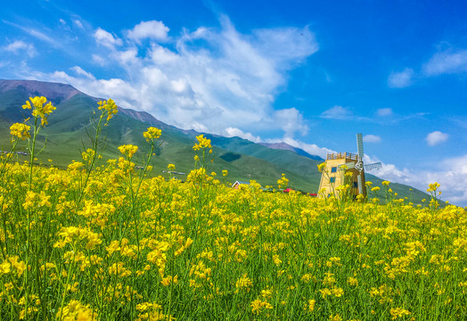 风车油菜花