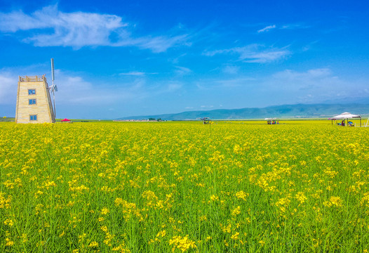 油菜花风车