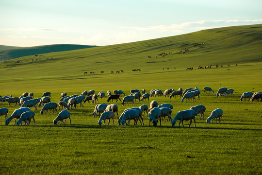 夏季草原吃草的羊群