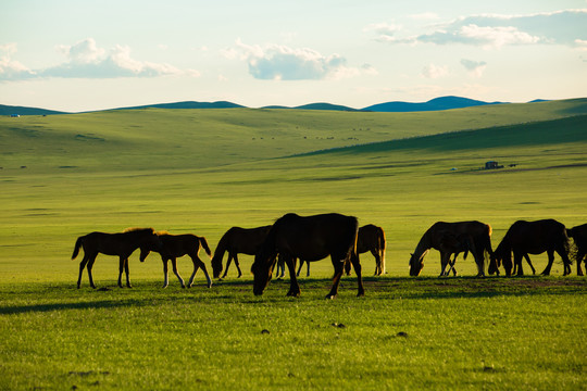 傍晚草原吃草的马群