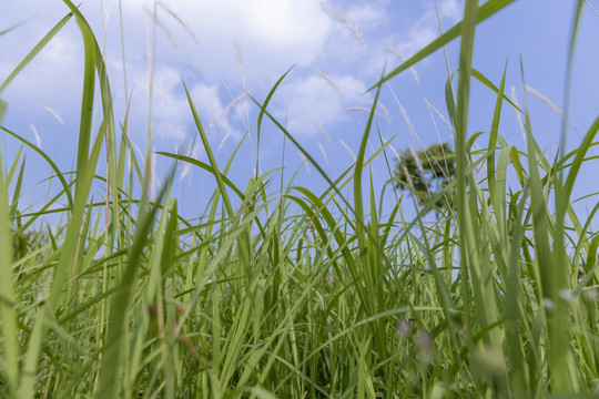 野草