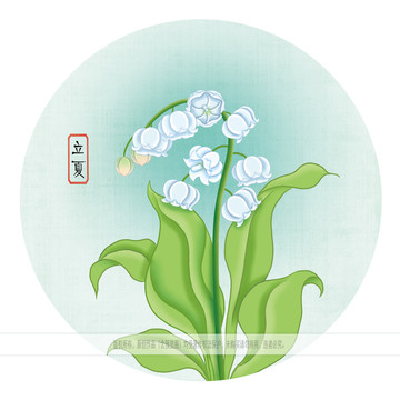 鈴蘭花圖片