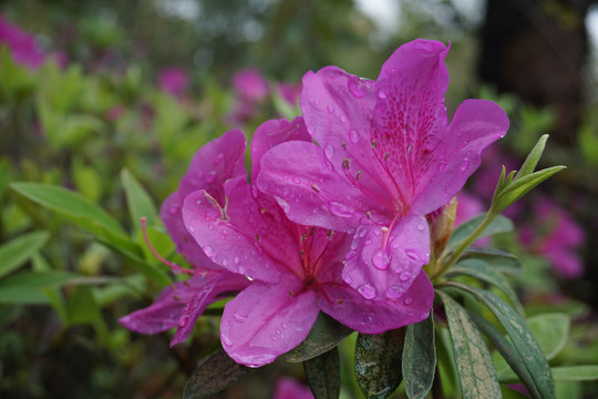 杜鹃花