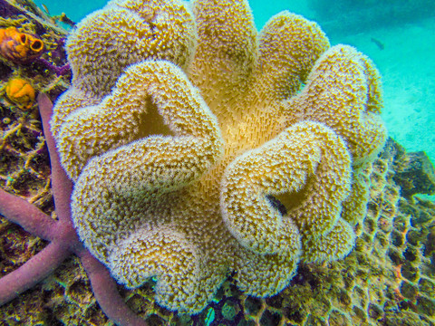 脑状软珊瑚