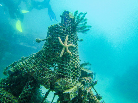 海底沉船附着的海洋生物