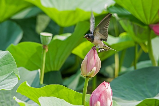 荷塘小燕子