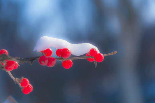 冬雪