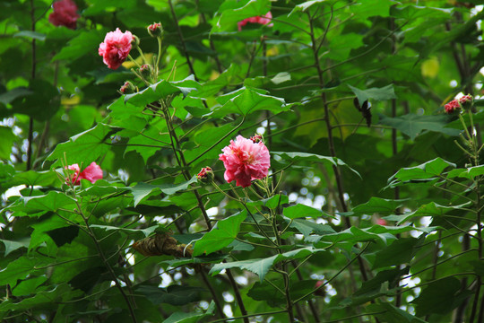 木芙蓉