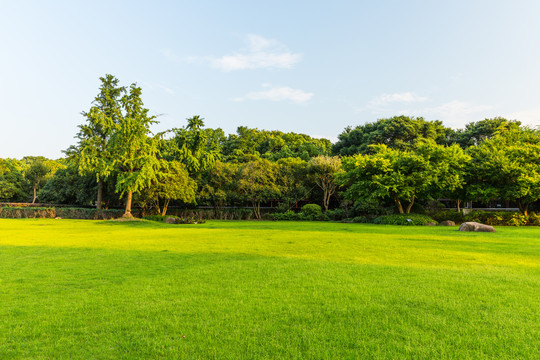 绿茵草坪