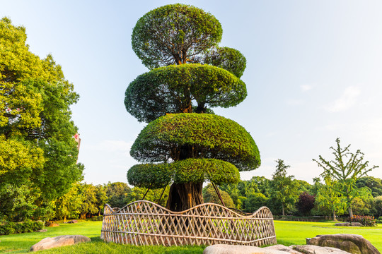 对节白蜡