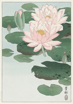 小原古村睡蓮