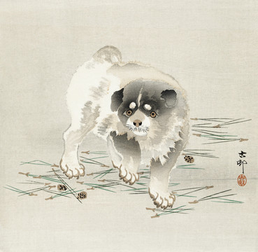 小原古村幼犬