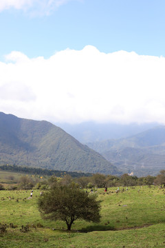 高山牧场