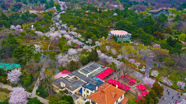 青岛春天