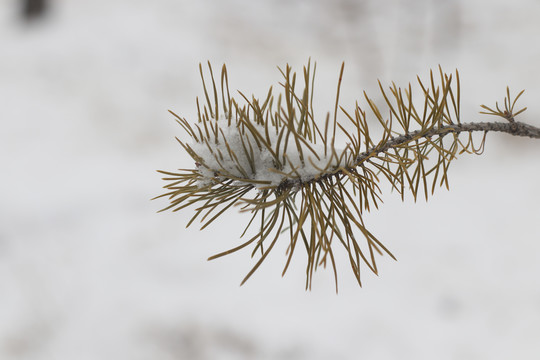 松枝上面的积雪