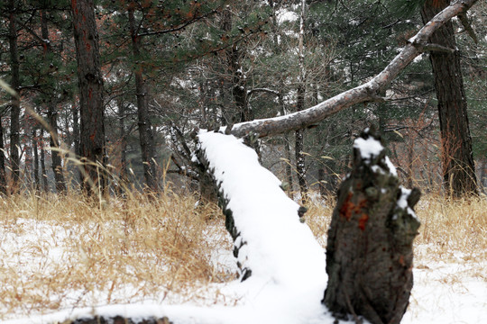 倒地的树上的积雪