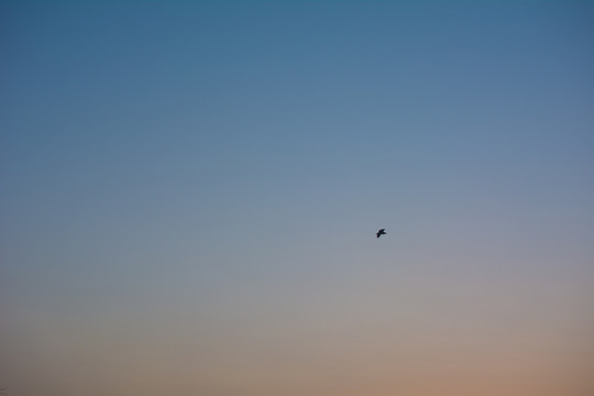 冬季大雾天清晨时天空的飞鸟