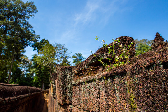 墙和小草