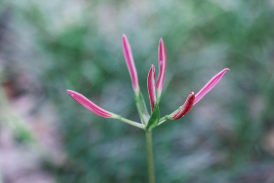 曼珠沙华彼岸花石蒜花