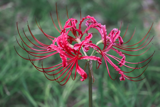 彼岸花曼珠沙华石蒜