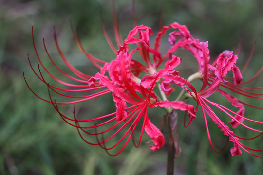 彼岸花曼珠沙华石蒜