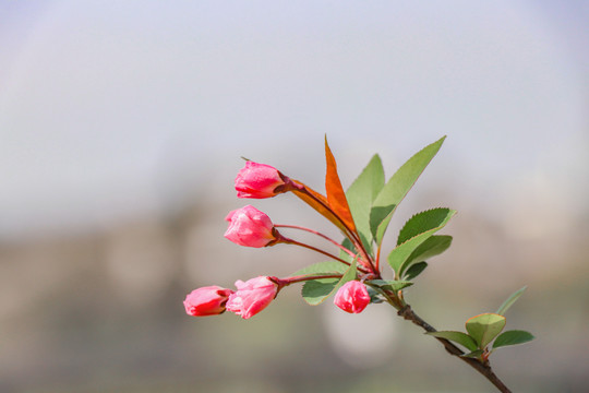 海棠花西府海棠