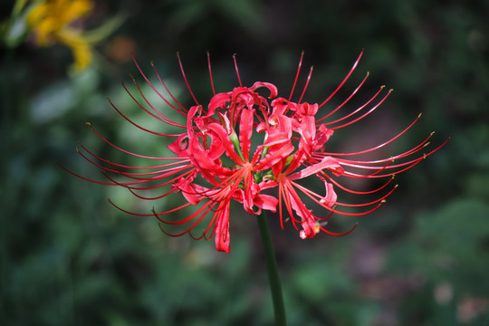 彼岸花石蒜花曼珠沙