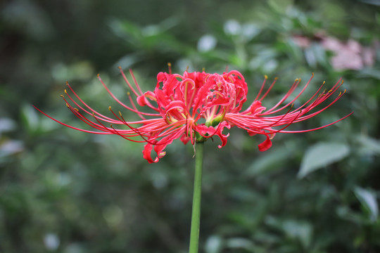 彼岸花石蒜花曼珠沙