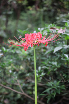 彼岸花石蒜花曼珠沙