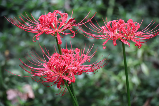 彼岸花石蒜花曼珠沙