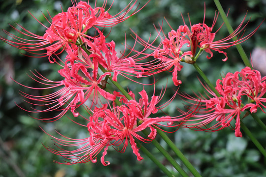 彼岸花石蒜花曼珠沙