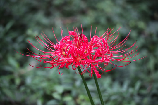 彼岸花石蒜花曼珠沙