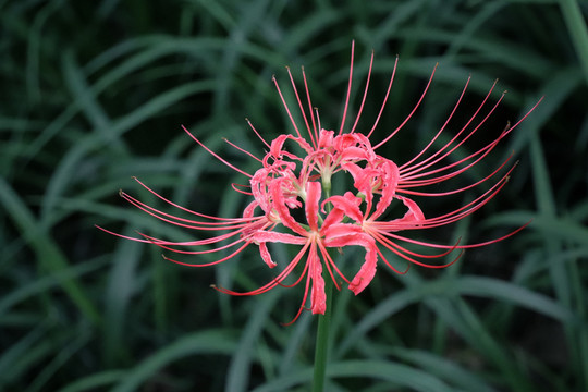 彼岸花石蒜花曼珠沙