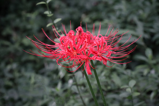 彼岸花石蒜花曼珠沙