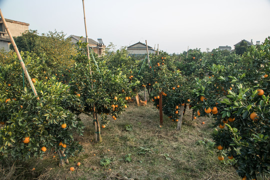 新鲜橙子