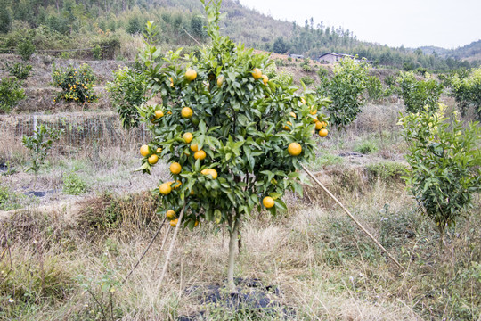 齐橙