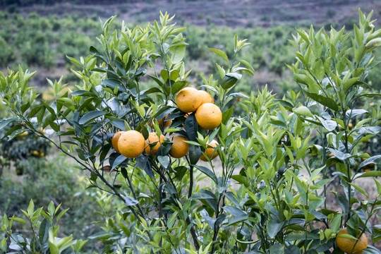 齐橙