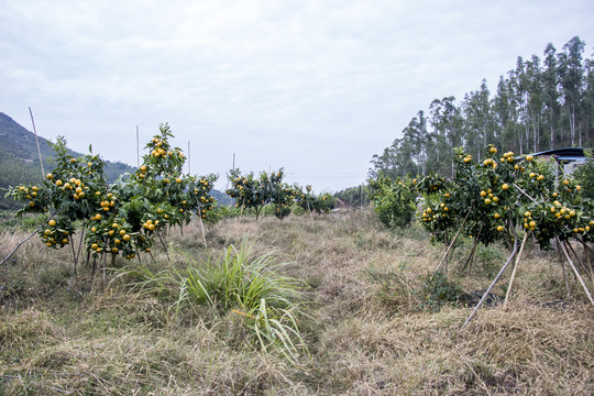 齐橙树