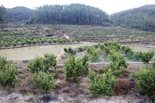 齐橙种植基地