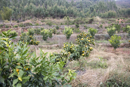 齐橙种植基地