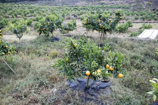 齐橙种植基地